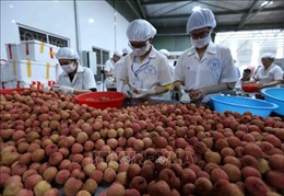 Để trái cây Việt Nam tại hiện diện nhiều hơn tại Thái Lan 